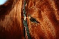 【JRA京都新聞杯2025】賞金加算が絶対条件！本気度が違う崖っぷち3歳馬たち