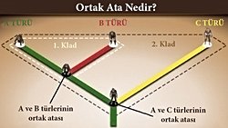 Evrim Ağaçları Üzerinde Ortak Ataların İsimleri Neden Yazılmaz?