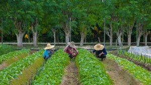 Denmark And Thailand Lead Efforts For Agricultural Sustainability