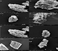 Incorporation of biochar and semi-interpenetrating biopolymer to synthesize new slow release fertilizers and their impact on soil moisture and nutrients availability - Scientific Reports