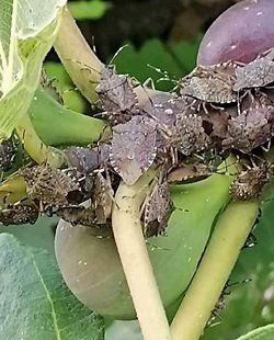 Bu görseldeki böceğin ne tür olduğunu biliyor musunuz?