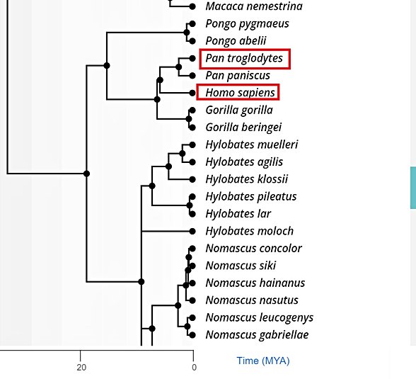 Örneğin insan ile şempanzenin evrimsel ayrışma zamanını 5.8 milyon yıl öncesi olarak gösteren, dolayısı ile benzerliğin farklı olduğu bu çalışmada, insanın şempanze ile olması gerektiği ölçüde yakın olduğu görülebilir.