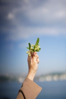 Ihlamur ağaçlarının çiçeklerinde neden diğer ağaçlardan farklı olarak ince uzun bir yaprak oluyor?