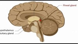 Şaşırtıcı bilgiler