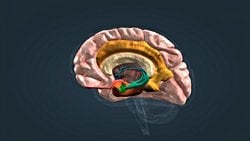 Duygusal Beyin: Limbik Sistem Nedir?