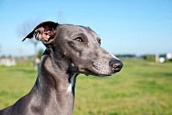 Köpeğinizin Burnun Şekli Uzun Ömrünü Nasıl Tahmin Ediyor?