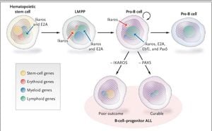 Prdm14's Role As Oncogene Revealed In B Cell Leukemia