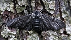 Sanayi Devrimi Döneminde Biberli Güvelerin Hayatta Kalma Sırrı Neydi?