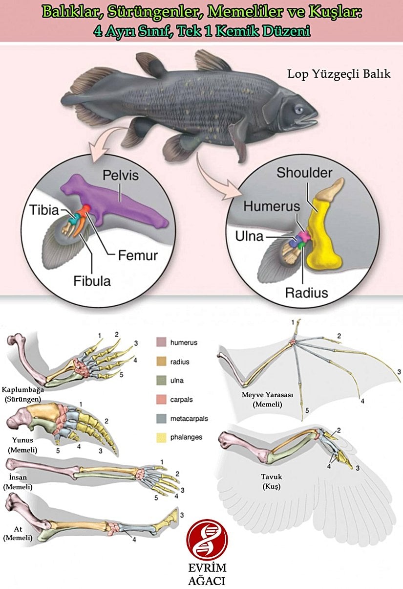 Evrimin bir başka kanıtı da farklı türlerde benzer temel yapıda bulunan "homolog organların" bulunmasıdır. Örneğin bir insan, köpek, kuş ve balinanın belirli uzuvlarındaki kemiklerin hepsi aynı genel yapıdadır; zira tüm bu türler, benzer bir uzuv yapısına sahip bir ortak atadan türleşmiştir. Ancak tabii ki farklı türlerde bu kemiklerin şekil ve boyutları adaptasyon süreçleriyle değişmiştir.