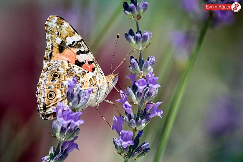 Diken kelebeği (Vanessa cardui).