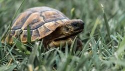 Kaplumbağalar ve Kelebekler Arasındaki Simbiyotik İlişki