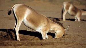 Feral Donkeys Transforming Australia’s Land Restoration