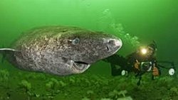 400 Yıl Yaşayan Köpek Balığı Türü!