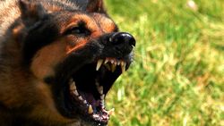 5 Soruda Başıboş Köpek Sorunu