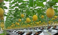 Chuyện về những HTX nông nghiệp xanh, bền vững 'góp sức' đưa Hải Phòng về đích nông thôn mới