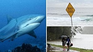 Sydney Shark Attacks Spur Closures And Warnings