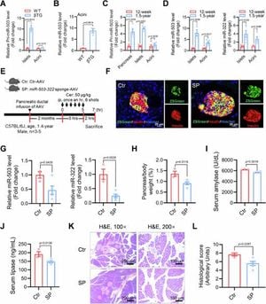 Key MicroRNA Drives Aging-Associated Pancreatitis Via MKNK1