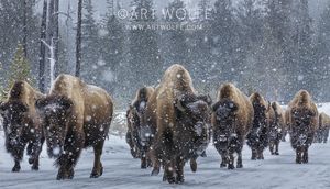 Bison Herds Thrive Amid Winter's Chill In Yellowstone