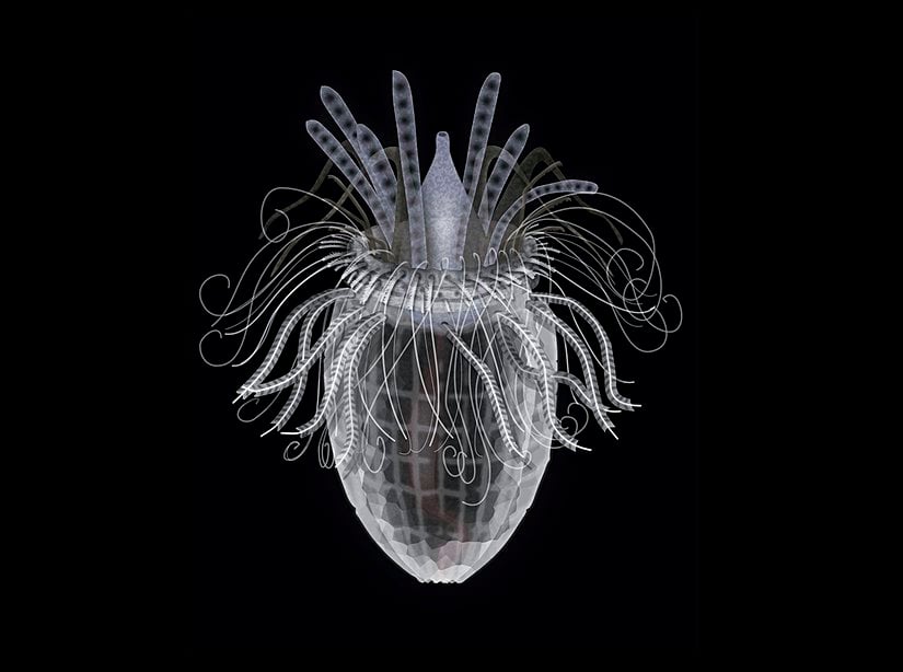 Loricifera (Zırh Taşıyıcılar) şubesine ait bir türün şematik görüntüsü.