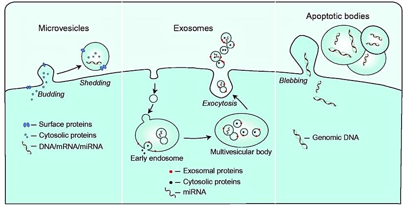 Hücre dışı kesecik oluşum mekanizmalarının şematik gösterimi