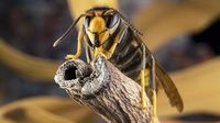Fears grow as record-number of killer Asian hornets have been spotted