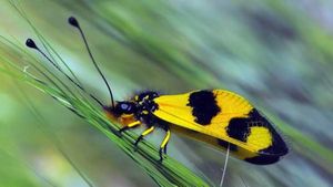 Baykuş böceği (Libelloides macaronius)