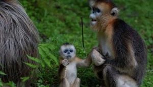 Golden Snub Nosed Monkeys Debut In Europe As China Expands Animal Diplomacy