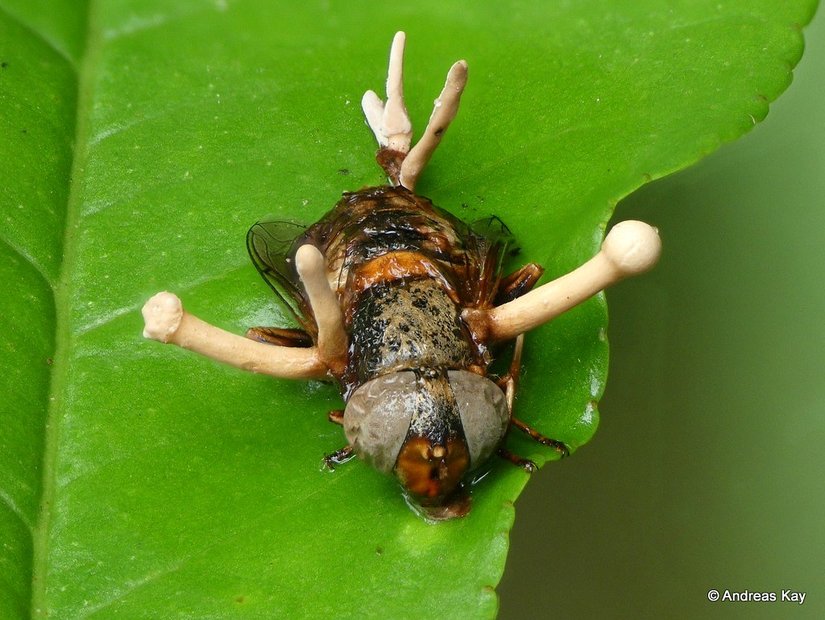 Ophiocordyceps dipterigena, karıncalara değil, sineklere bulaşır.