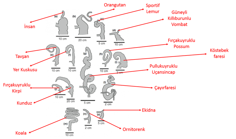 Farklı hayvanlarda apandiks organı ve uzunluğu...