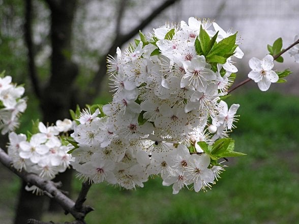 Prunus cerasus çiçekleri