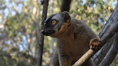 Kızıl önlü lemur (Eulemur rufifrons)