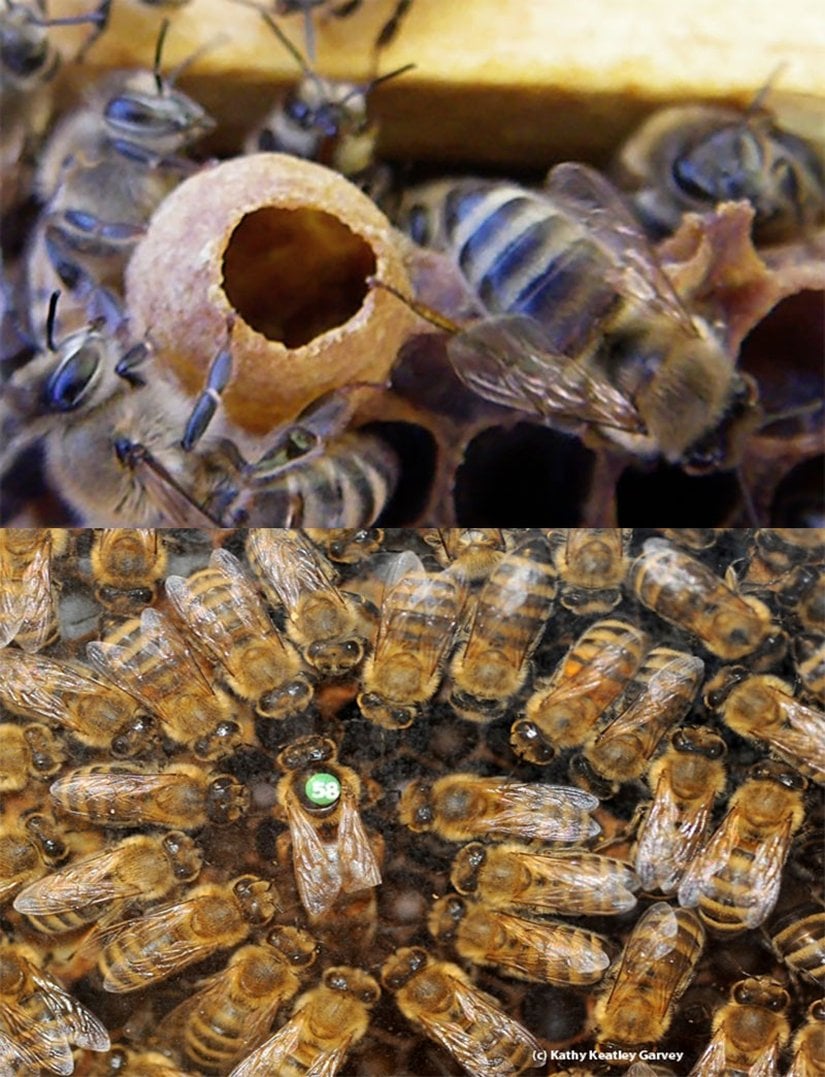 Arı sütü alanlar daha çabuk büyür ve gelişirler.