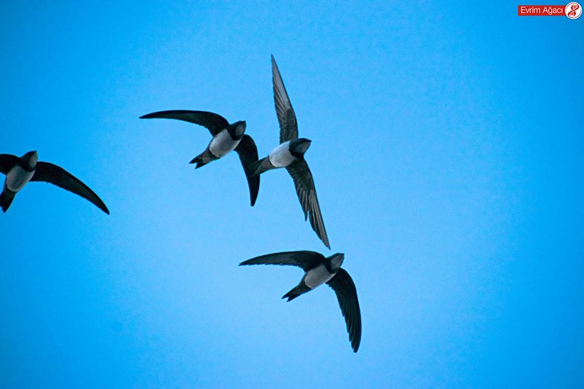 Grup halinde uçuşurken.