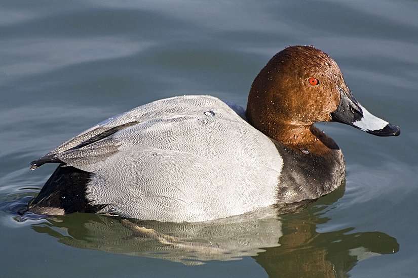 Elmabaş patka (Aythya ferina)