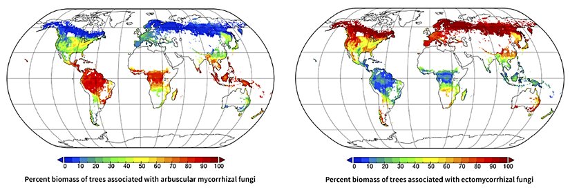 Endomikorizalar, (solda) ile Ektomikorizaların (sağda) Dünya Üzerindeki Yayılış Alanı