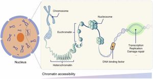 ScATAC-seq Offers Enhanced Insight Into Chromatin Accessibility