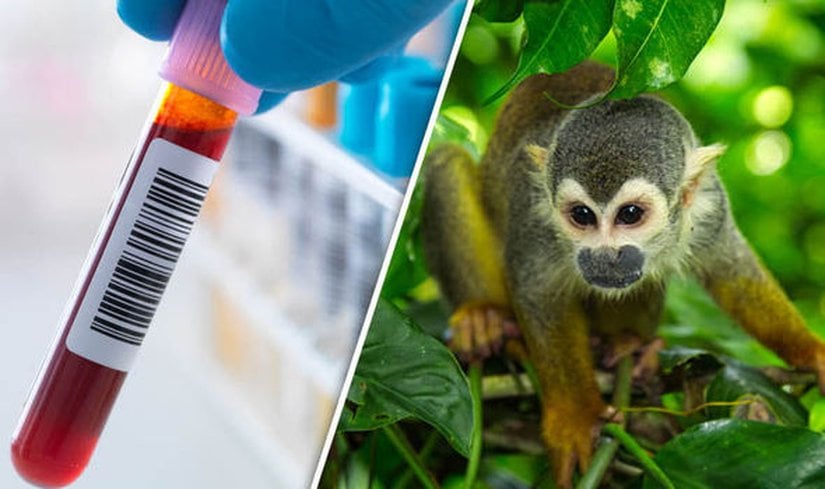 HIV enfeksiyonu ve Yeni Dünya maymunu.