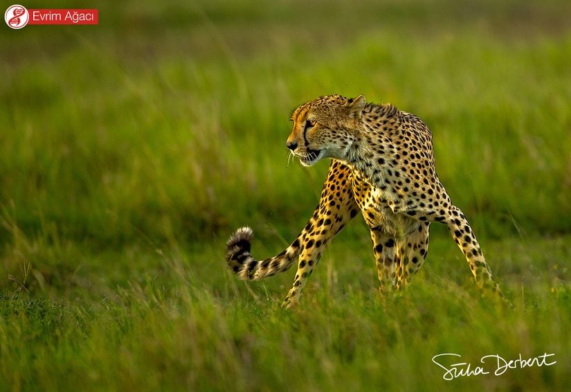 Karadaki en hızlı hayvan olan çita (Acinonyx jubatus).