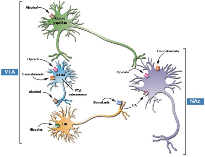 Bağımlılık yapan maddelerin çekirdekteki accumbens (NAc) üzerindeki yakınsak akut ödüllendirici eylemlerinin basitleştirilmiş bir şeması. Ventral tegmental bölgeden (VTA) kaynaklanan dopamin nöronları NAc'ye projekte olur. Opioid peptitler hem VTA'da hem de NAc'de etkilidir. Çeşitli başlangıç ​​eylemlerine rağmen, bağımlılık yapan maddeler VTA ve NAc üzerinde bazı ortak etkiler üretir. Uyarıcılar, NAc'deki dopamin (DA) iletimini doğrudan arttırır. Opioidler, alkol ve inhalanlar (örneğin, çözücü toluen) aynı şeyi dolaylı olarak yapar. Alkol ayrıca opioid peptitlerin salınımını da aktive eder. Eroin ve reçete edilen opioid ağrı kesiciler, opioid peptit reseptörlerini doğrudan aktive eder. Nikotin, VTA'daki dopamin nöronlarını aktive eder. Kannabinoidler, dopamin nöronlarını aktive etmek için VTA'da hareket edebilir, ancak aynı zamanda NAc nöronlarının kendileri üzerinde de hareket edebilir.