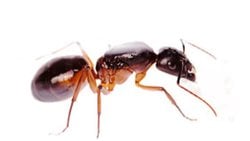 Camponotus Sanctus