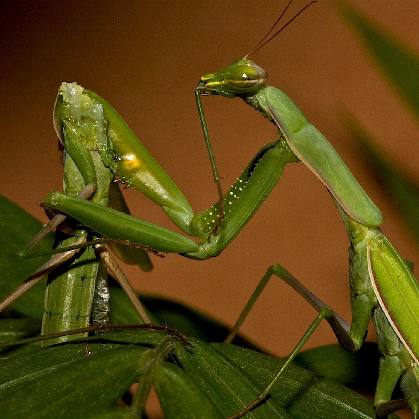 Evrim Ağacı ile Bilime Dair Her Şey!