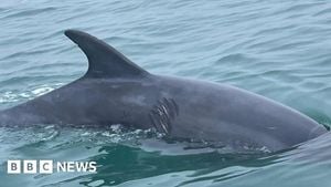 Dorset Dolphin Encounters Spark Safety Warnings After Rescues