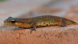 Küçük semender (Lissotriton vulgaris)