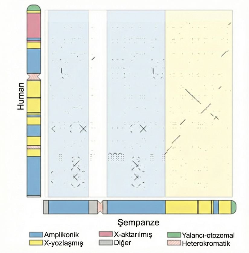 Şekil 2: İnsan ve şempanze MSY’lerinin nokta grafiği (dot plot) analizi. Grafik, insan (Y ekseninde gösterilmiştir) ve şempanze (X ekseninde gösterilmiştir) MSY dizilerinin karşılaştırılmasıyla oluşturulmuştur ve dizilerde karşılık gelen konumlarda %100 özdeşlik gösteren her 100 baz çifti (100 bp) penceresi için bir nokta işaretlenmiştir. İnsan ve şempanze Y kromozomlarının şematik diyagramları, dizilim sınıflarını göstermek üzere renk kodlarıyla sunulmuştur. Grafikteki renkli gölgelendirme, şempanze dizisindeki dizilim sınıflarına karşılık gelerek, ağırlıklı olarak amplikonik (solda) ve X-dejenere (sağda) bölgelerdeki yeniden düzenlenme ve dizi korunumu derecesini karşılaştırmalı olarak ortaya koymaktadır.