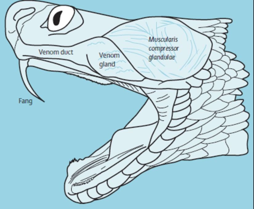 Yılan kafa anatomisi...