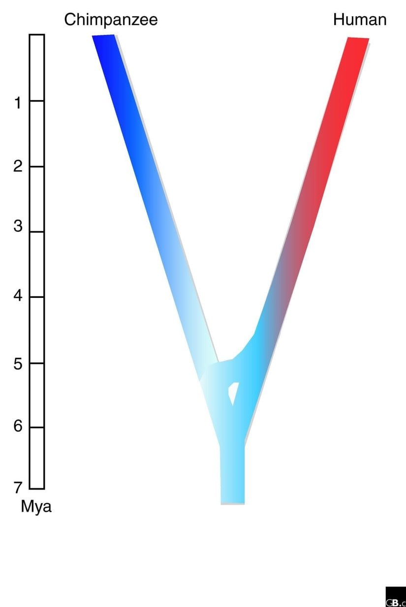 İnsanlar ile şempanzelerin ayrımını gösteren bir Evrim Ağacı...