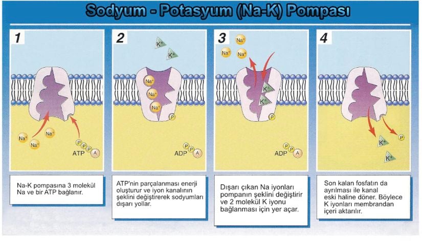 Na-K pompasının aktif taşıma ile çalışma prensibi.