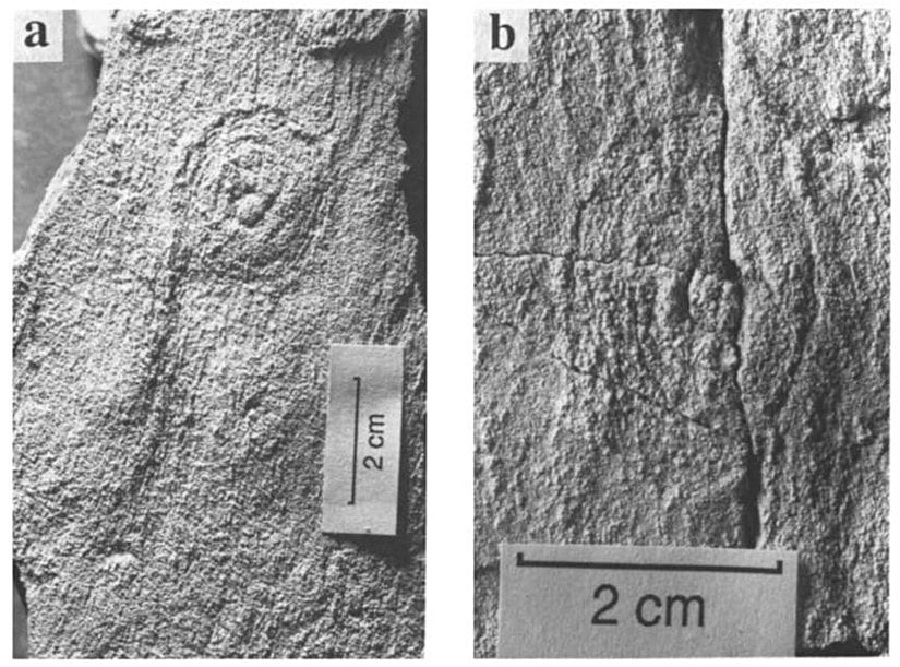 Stirling Range bölgesinden çıkarılan Ediakaran fosilleri, yaşamın kademeli olarak karmaşıklaştığını göstermektedir.