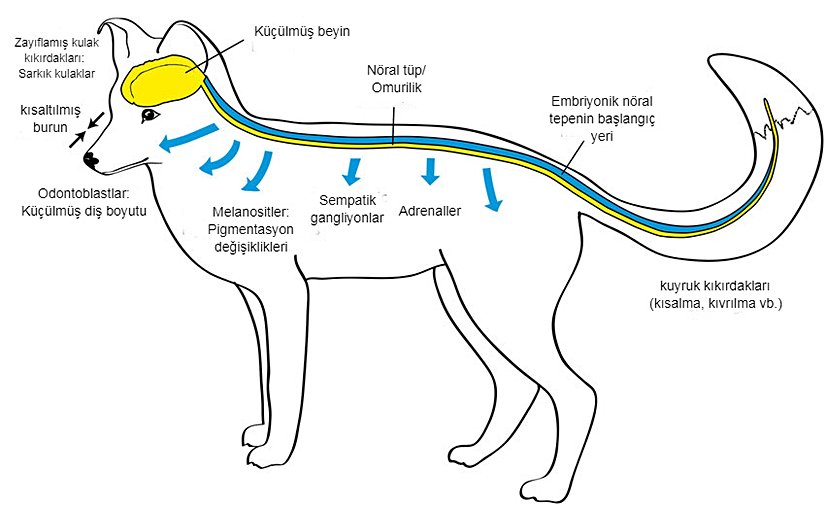 Köpeklerde evcilleştirme sendromunun etkileri