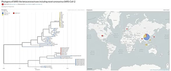 SARS-CoV-2, grafikte kırmızı renkli suşlarla gösterilmiştir. En yakınındaki mavi renkli suşların hepsi SARS-benzeri koronavirüs suşlarıdır (SARS ile SARS-2 arası geçiş grupları olarak düşünülebilir). Sarı renkli suşlar SARS virüsleridir.